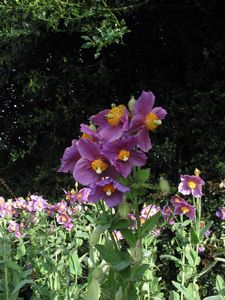 Meconopsis Hensol Violet